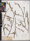 Foto von Salix caprea L.